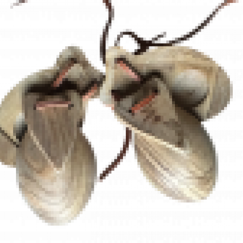 Castañuelas Olivo Pacheco Tradicional